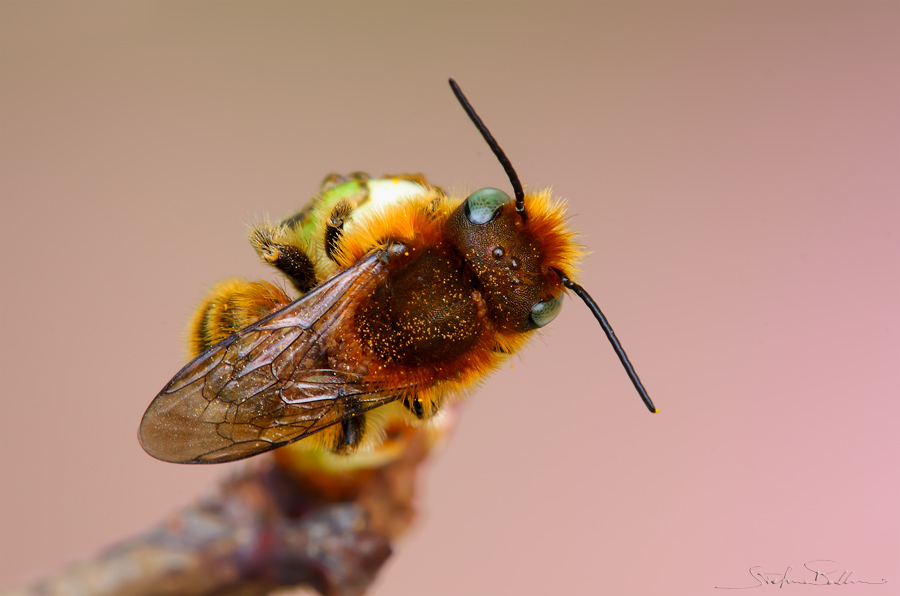 Osmia caerulescens M (Apidae Megachilinae)